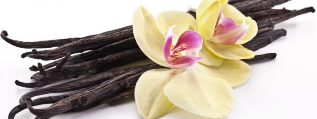 أهم فوائد أعواد الفانيليا واستخداماتها أهم فوائد أعواد الفانيليا واستخداماتها