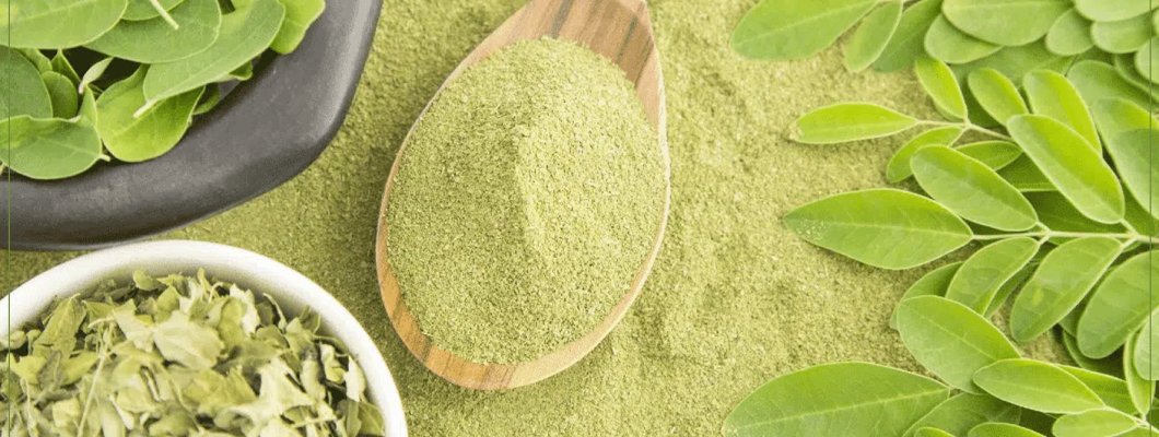 ما هي اوراق المورينجا وما فوائدها واستخداماتها؟ ما هي اوراق المورينجا وما فوائدها واستخداماتها؟