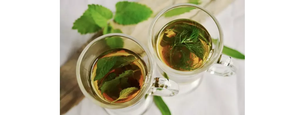 تعرف على 6 أعشاب لزيادة البكتيريا النافعة تعرف على 6 أعشاب لزيادة البكتيريا النافعة