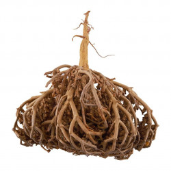 كف مريم كف مريم