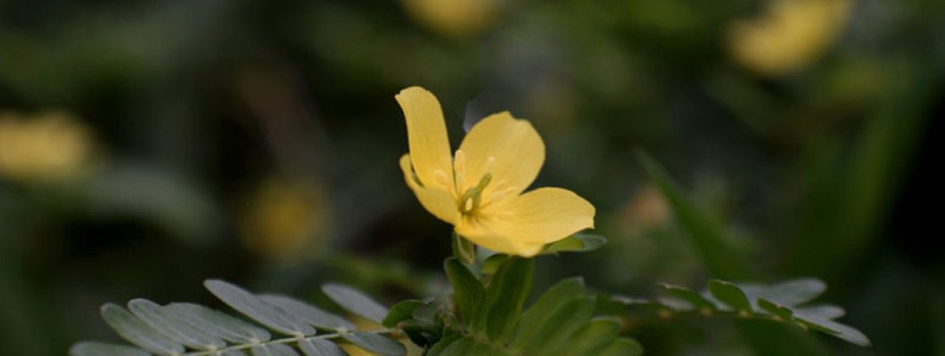 طريقة استخدام عشبة الحسك لتحقيق أفضل النتائج الصحية