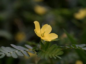 طريقة استخدام عشبة الحسك لتحقيق أفضل النتائج الصحية