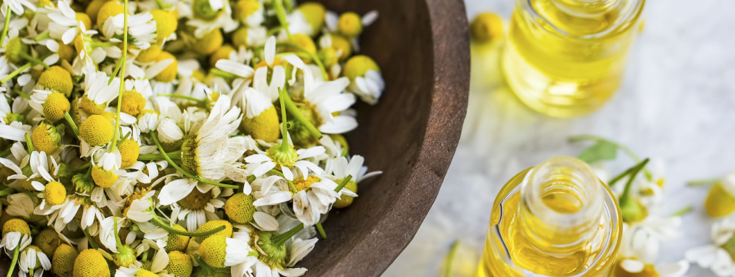 استخدامات أعشاب البابونج وفوائدها