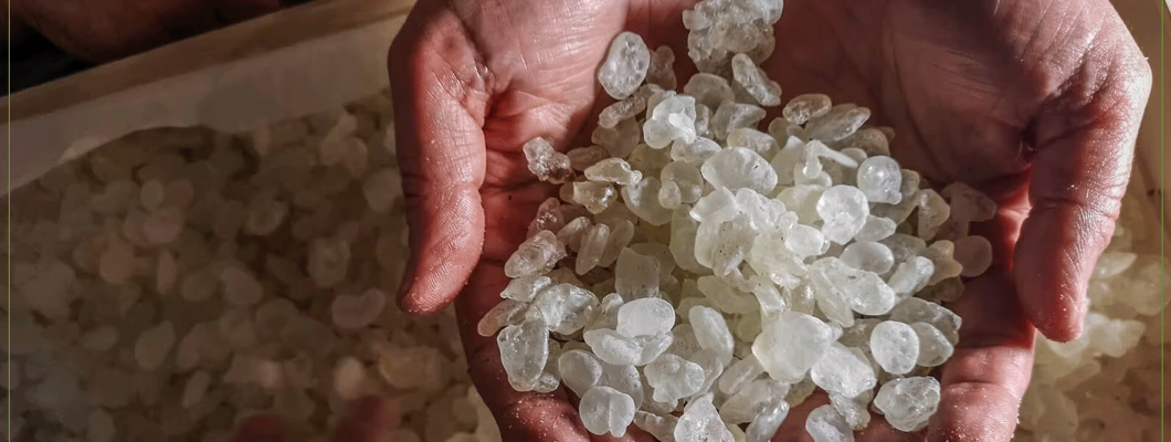 تعرف على افضل انواع المستكة تعرف على افضل انواع المستكة