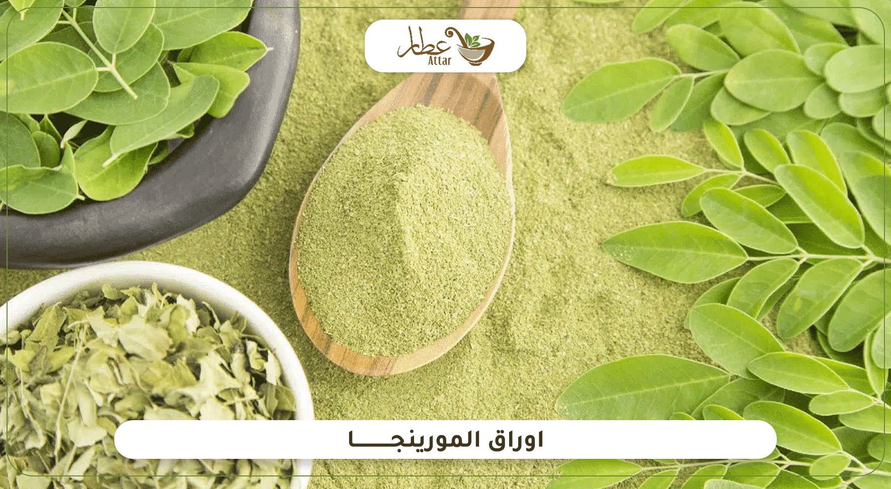 ما هي اوراق المورينجا وما فوائدها واستخداماتها؟