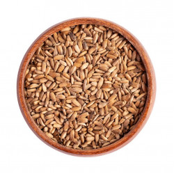 بذور شوك الجمل