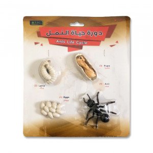 Ants Life Cycle Small Educational Models 