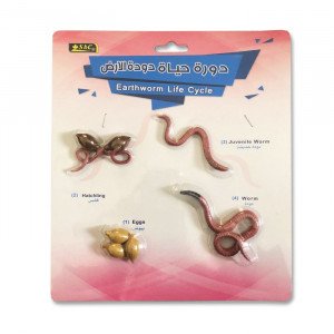 Earthworm Life Cycle Small Educational Models 