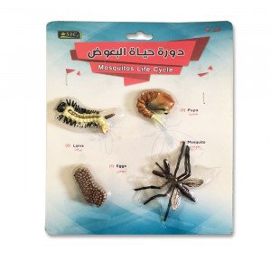Mosquitoes Life Cycle Small Educational Models 