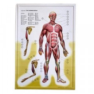 Three-Dimensional Educational Cardboard Muscular System
