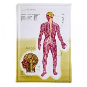 Three-Dimensional Educational Cardboard Nervous System