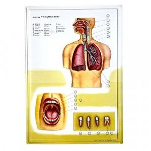 Three-Dimensional Educational Cardboard Respiratory System