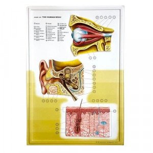 Three-Dimensional Educational Cardboard Eye, Ear And Skin
