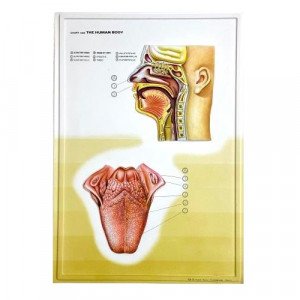 Three-Dimensional Educational Cardboard Sense Of Smell And Taste