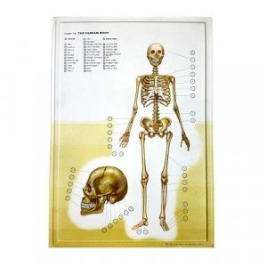 Three-Dimensional Educational Cardboard The Skeleton