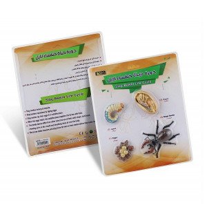 Stag Beetle Life Cycle Small Educational Models