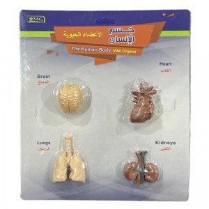 Vital Organs of The Human Body Small Educational Models