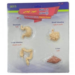 Human Digestive System Small Educational Models