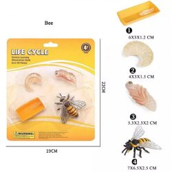 Bees Life Cycle Small Educational Models 