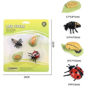 The Ladybug Life Cycle Small Educational Models 