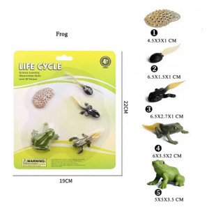 Frog Life Cycle Small Educational Models 