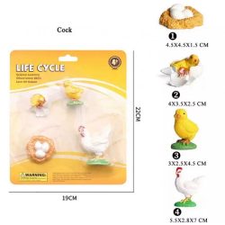 Chickens Life Cycle Small Educational Models 