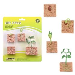 Beans Life Cycle Small Educational Models 