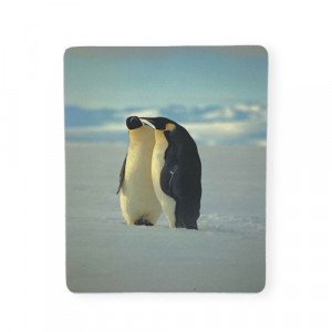 Make-Up Mouse Photos Of Animals For The Computer