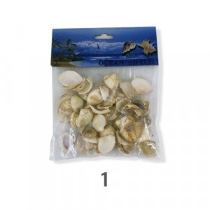 Various Sea Shells and Snails