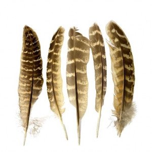 Wild Duck Feathers SIMBA