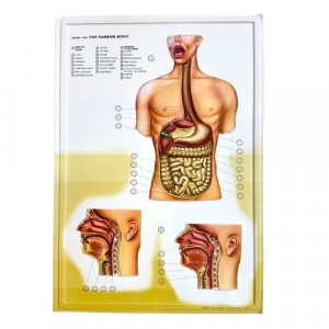 Three-Dimensional Educational Cardboard Digestive Organs