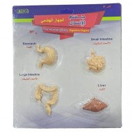الجهاز الهضمي في جسم الانسان مجسمات تعليمية صغيرة