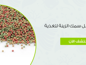 افضل انواع اكل سمك الزينة لتغذية متكاملة