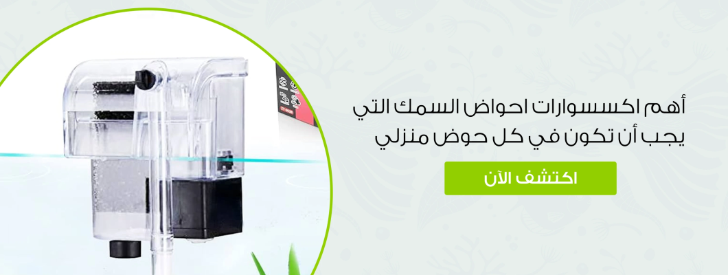 أهم اكسسوارات احواض السمك التي يجب أن تكون في كل حوض منزلي