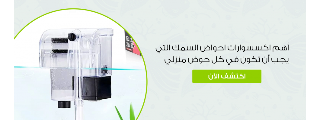 أهم اكسسوارات احواض السمك التي يجب أن تكون في كل حوض منزلي أهم اكسسوارات احواض السمك التي يجب أن تكون في كل حوض منزلي