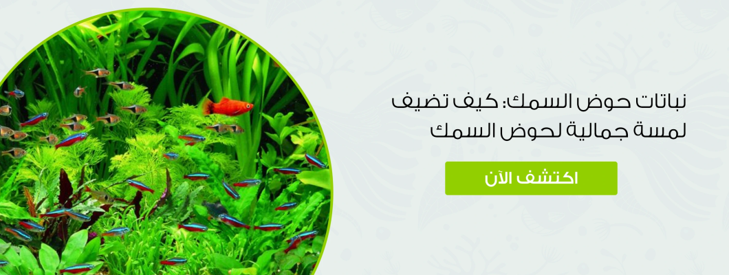 نباتات حوض السمك: كيف تضيف لمسة جمالية لحوض السمك