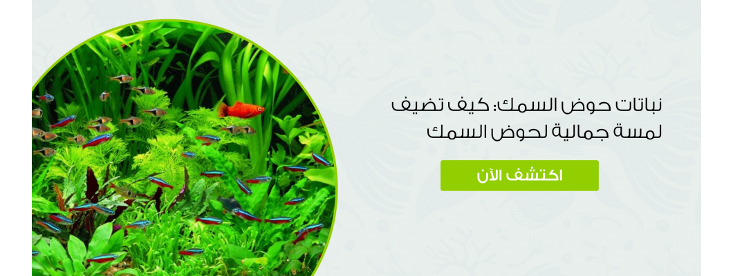 نباتات حوض السمك: كيف تضيف لمسة جمالية لحوض السمك نباتات حوض السمك: كيف تضيف لمسة جمالية لحوض السمك
