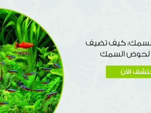 نباتات حوض السمك: كيف تضيف لمسة جمالية لحوض السمك