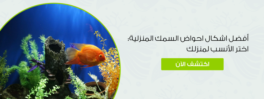 أفضل اشكال احواض السمك المنزلية: اختر الأنسب لمنزلك أفضل اشكال احواض السمك المنزلية: اختر الأنسب لمنزلك