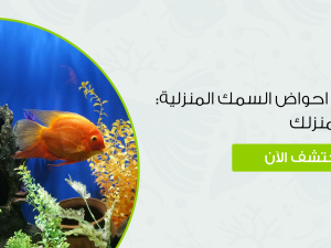 أفضل اشكال احواض السمك المنزلية: اختر الأنسب لمنزلك