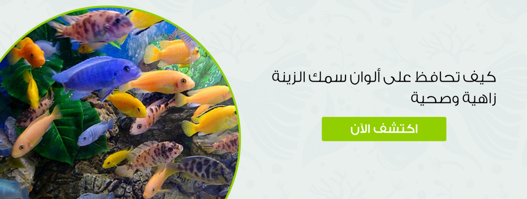 كيف تحافظ على ألوان سمك الزينة زاهية وصحية