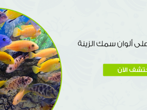 كيف تحافظ على ألوان سمك الزينة زاهية وصحية