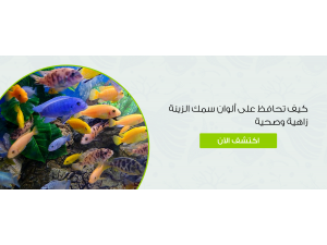 كيف تحافظ على ألوان سمك الزينة زاهية وصحية