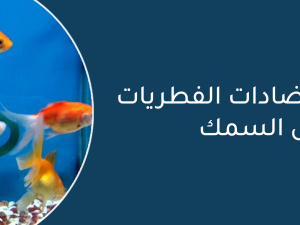 أنواع مضادات الفطريات لأحواض السمك