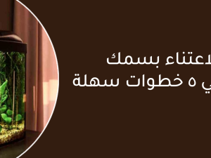 كيفية الاعتناء بسمك الزينة في 5 خطوات سهلة وفعالة