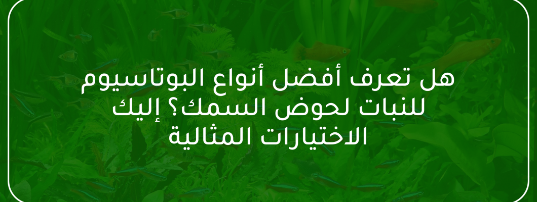 هل تعرف أفضل أنواع البوتاسيوم للنبات لحوض السمك؟ هل تعرف أفضل أنواع البوتاسيوم للنبات لحوض السمك؟