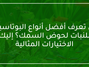 هل تعرف أفضل أنواع البوتاسيوم للنبات لحوض السمك؟