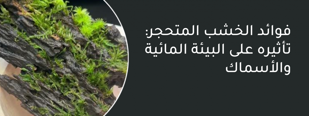 فوائد الخشب المتحجر: تأثيره على البيئة المائية والأسماك فوائد الخشب المتحجر: تأثيره على البيئة المائية والأسماك