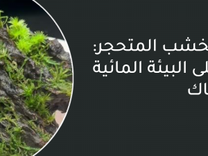 فوائد الخشب المتحجر: تأثيره على البيئة المائية والأسماك فوائد الخشب المتحجر: تأثيره على البيئة المائية والأسماك