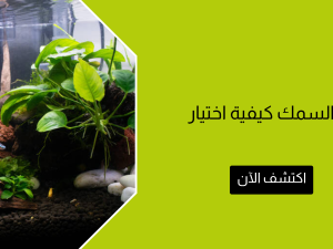 نبات حوض السمك كيفية اختيار المناسب